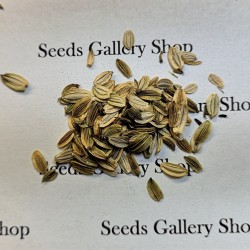 Semillas de ASHITABA (Angelica keiskei) 3.95 - 2