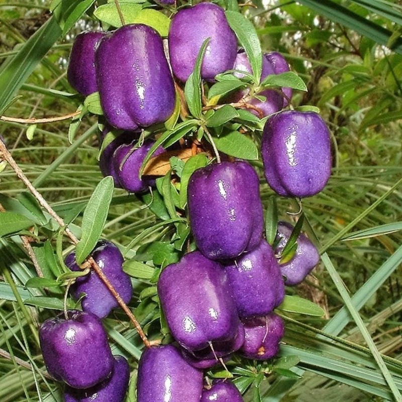 Sementes De Billardiera Longiflora - Trepadeira De Maças Roxas 2.5 - 5
