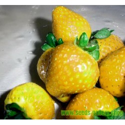 Φράουλα σπόροι Κίτρινο κατάπληξης Yellow Wonder