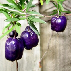 Graines de Billardiera longiflora (Purple Apple Berry) 2.5 - 2