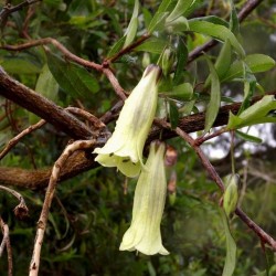 Frön Billardiera longiflora Lila äpple bär 2.5 - 3