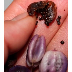 Graines de Billardiera longiflora (Purple Apple Berry) 2.5 - 4