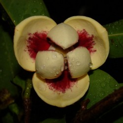 Pond Apple Seme - Tropsko Egzoticno Voce (Annona glabra) 1.85 - 1