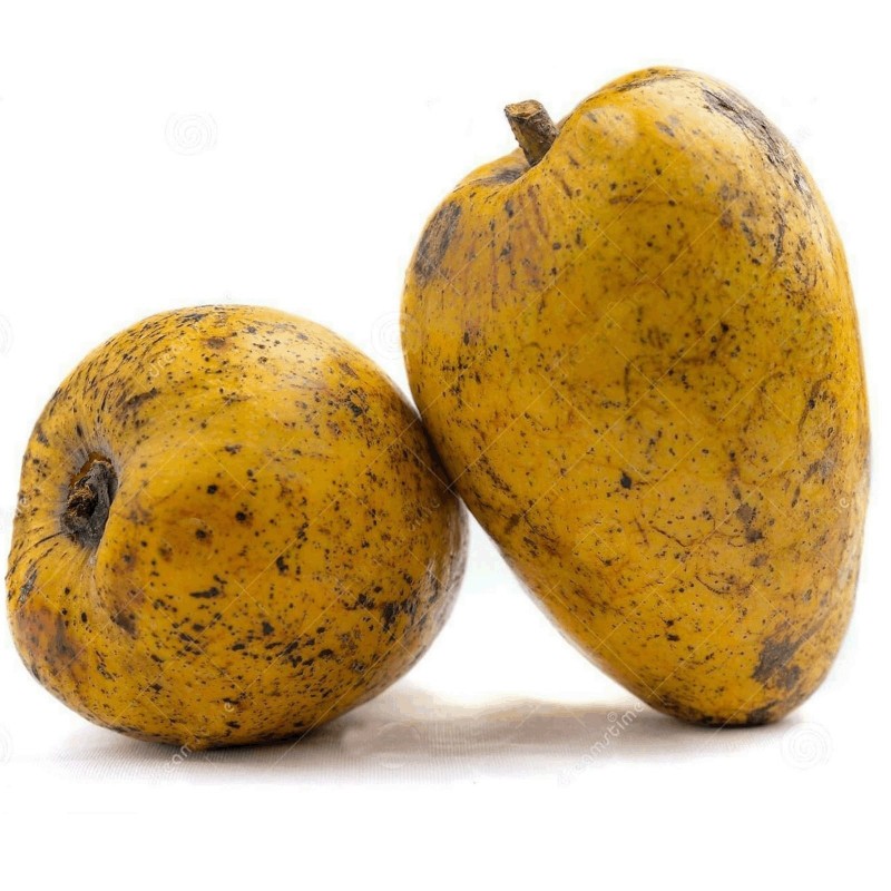 Pond Apple Seme - Tropsko Egzoticno Voce (Annona glabra) 1.85 - 5