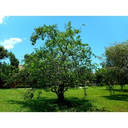 Teichapfel, Pond Apple Samen (Annona glabra) 1.85 - 4