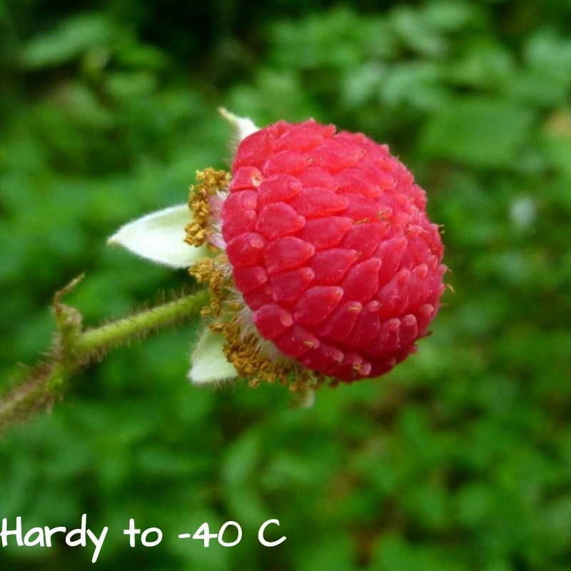 Semillas de zarza de olor, zarza purpúrea, (Rubus odoratus) 2.25 - 1