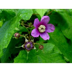 Semillas de zarza de olor, zarza purpúrea, (Rubus odoratus) 2.25 - 5