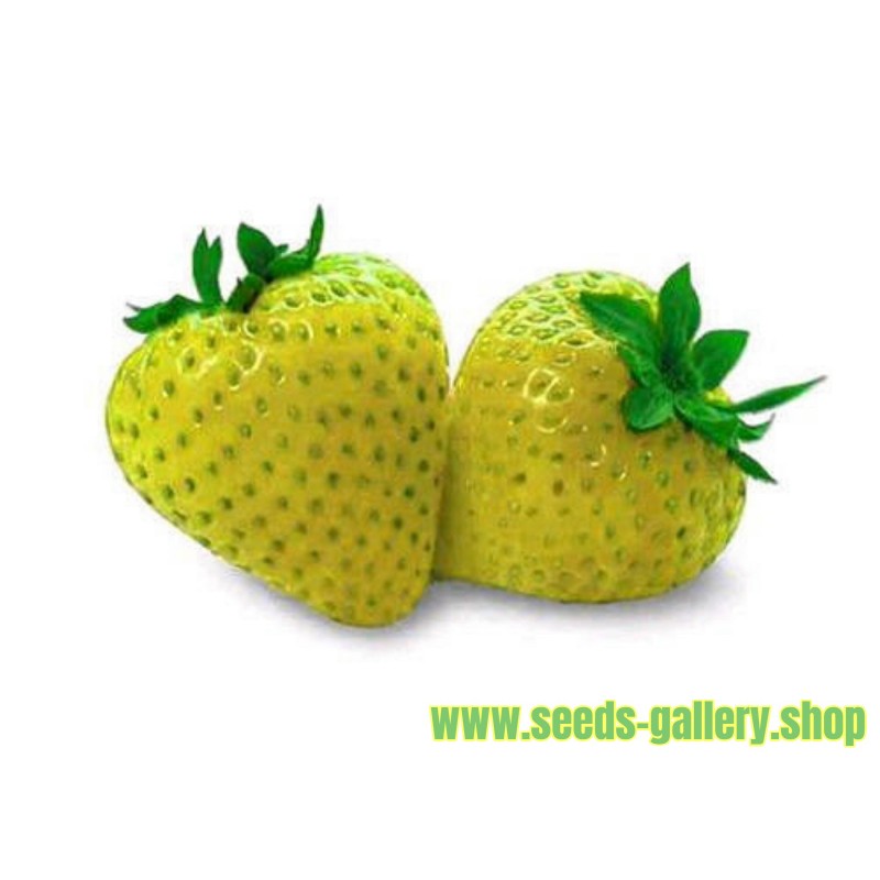 Strawberry Seeds Yellow Wonder