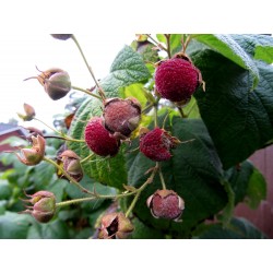 Semillas de zarza de olor, zarza purpúrea, (Rubus odoratus) 2.25 - 6
