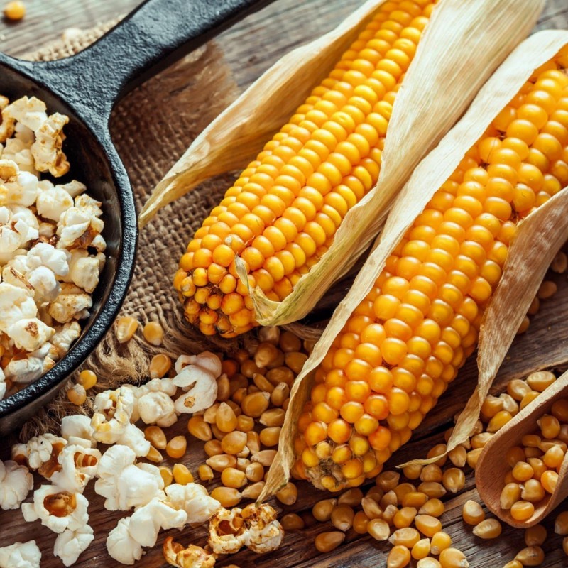 100 Semillas de palomitas de maíz - Cultiva tu propio 3 - 3