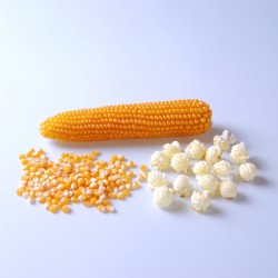 100 Graines de pop-corn, maïs soufflé - Cultivez le vôtre 3 - 2