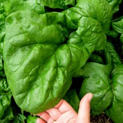 Spinach Seeds GIANT AMERICAN 2.15 - 2
