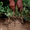 Graines de Cacahuete Arachide (Arachis hypogaea) | 1,95 €