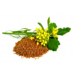 Chinese Mustard Seeds (Brassica juncea) 1.95 - 4