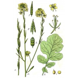Sementes de Mostarda-castanha (Brassica juncea) 1.95 - 5