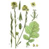 Sareptasenap Frön (Brassica juncea) | 2,00 €