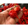 Carolina Reaper Seeds Red or Yellow Worlds Hottest 2.45 - 7