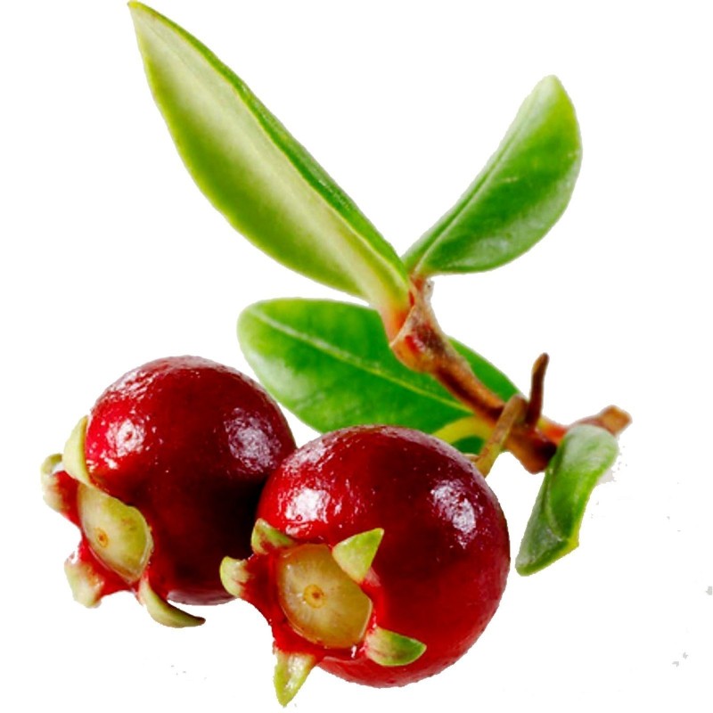 Sementes De Ugni Molinae - Chilean Cranberry 2.8 - 3