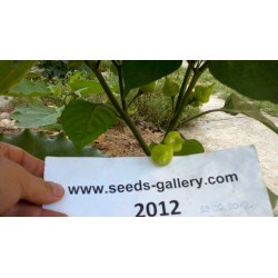 Σπόροι Τσίλι - πιπέρι Habanero Kreole (C. chinense) 2 - 3