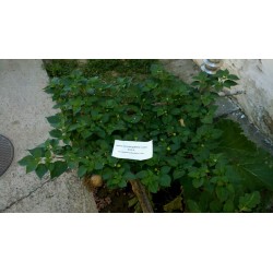Σπόροι Τσίλι - πιπέρι Habanero Kreole (C. chinense) 2 - 4