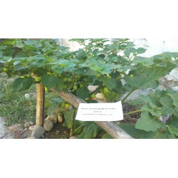 Σπόροι Τσίλι - πιπέρι Habanero Kreole (C. chinense) 2 - 5