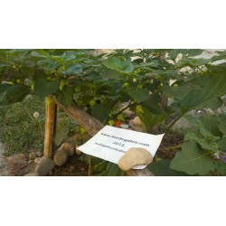 Sementes de Pimenta Habanero Kreole (C.chinense) 2 - 6