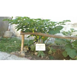 Sementes de Pimenta Habanero Kreole (C.chinense) 2 - 7