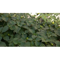 Σπόροι Τσίλι - πιπέρι Habanero Kreole (C. chinense) 2 - 8