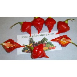 Σπόροι Τσίλι - πιπέρι Habanero Kreole (C. chinense) 2 - 9
