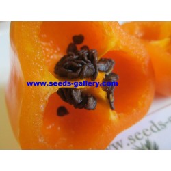 Rocoto Manzano Seeds 2.5 - 7
