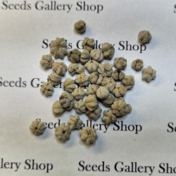 Семена Филлантус кислый (Phyllanthus acidus) 2.049999 - 5