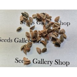 Semillas de Ceilán Grosella (Dovyalis hebecarpa) 2.95 - 5