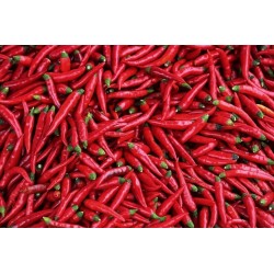 Bålgetingar (Vespa) chili frön 2.45 - 2