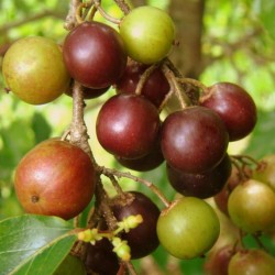 Graines de Prune Malgache (Flacourtia indica) 2.95 - 3