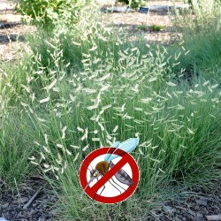 Semi di erba ornamentale Mosquito (Bouteloua gracile) 1.45 - 3
