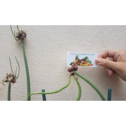 Egipatski hodajuci luk - Luk Drvo Seme (Allium proliferum) 7.95 - 5