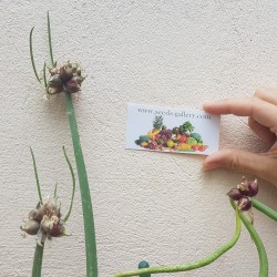 Luftzwiebel - Etagenzwiebel Samen (Allium proliferum) 7.95 - 2