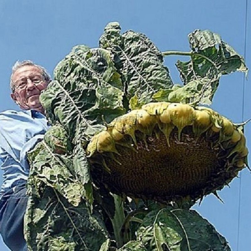 Riesige Sonnenblume - Mongolische Riesen Samen - Preis €1.85