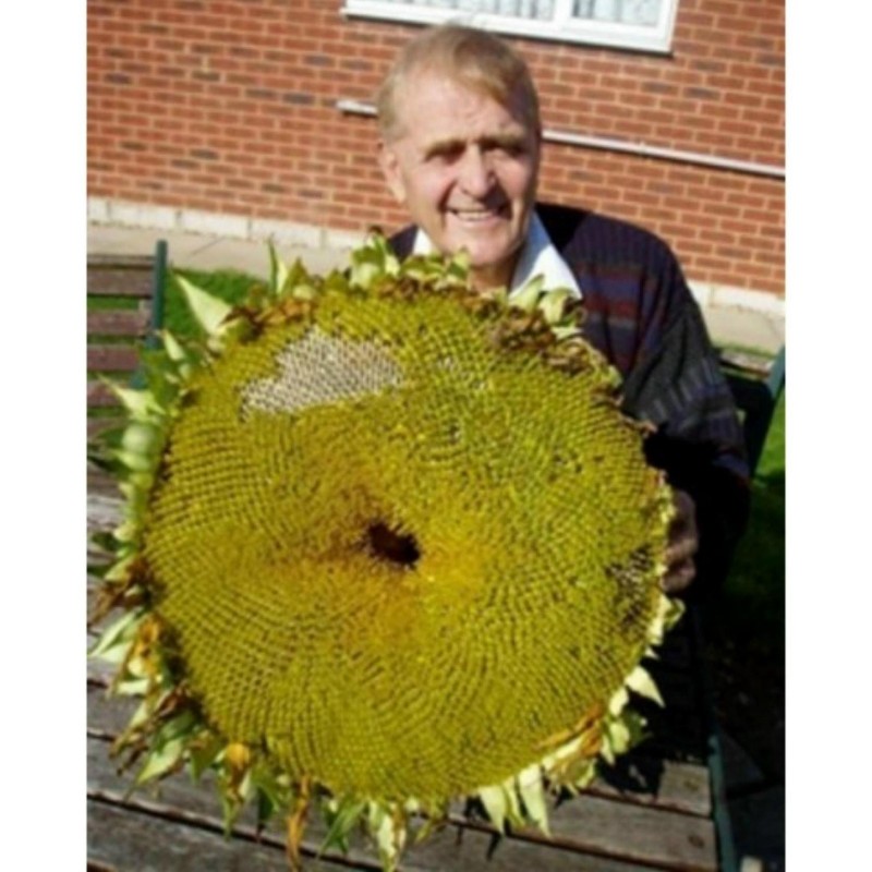 Price: €1.85 - Semillas de Girasol gigante RUSSIAN MAMMOTH - 