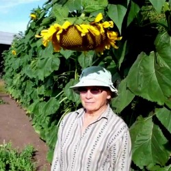 Riesen-Sonnenblume Samen Riesen Russische MAMMUT 1.85 - 2