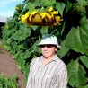 Price: €1.85 - Semi di girasole GIGANTE RUSSO MAMMUT - 