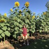 Riesen-Sonnenblume Samen Riesen Russische MAMMUT