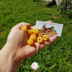 Graines de Framboise Jaune (Rubus idaeus) 2.049999 - 6