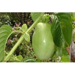 Barbadin, Jättegrenadilla Frön (Passiflora quadrangularis) 2.5 - 5