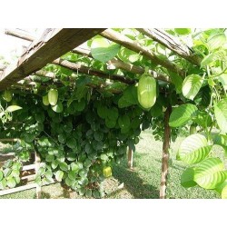 Barbadin, Jättegrenadilla Frön (Passiflora quadrangularis) 2.5 - 8