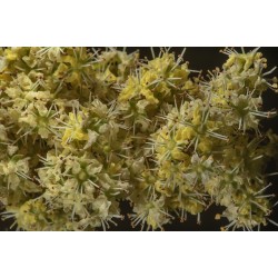 Hennabuske Frön (Lawsonia inermis) 2.5 - 2