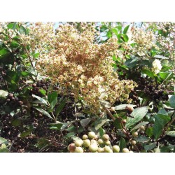 Hennabuske Frön (Lawsonia inermis) 2.5 - 3