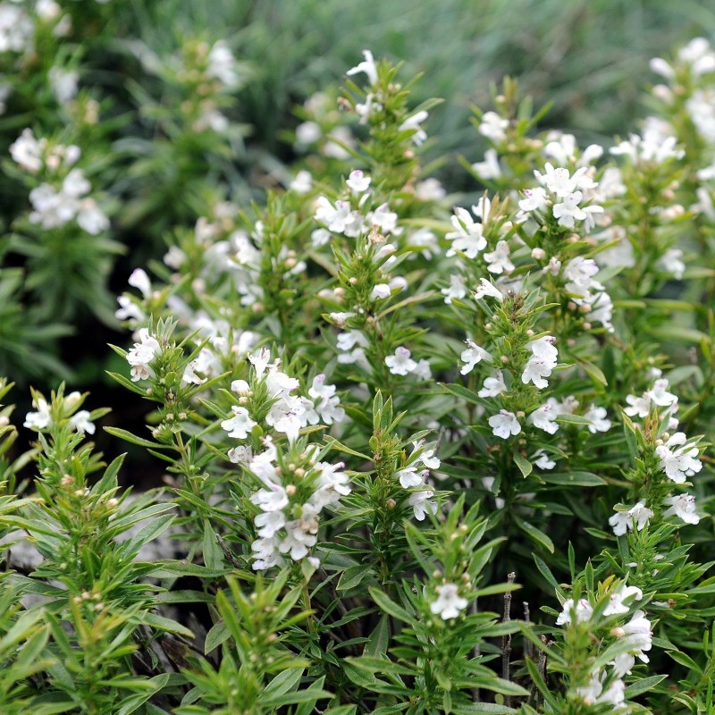 Semi  di Santoreggia Montana (Satureja montana) | 1,55 €