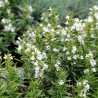 Semi  di Santoreggia Montana (Satureja montana) | 1,55 €