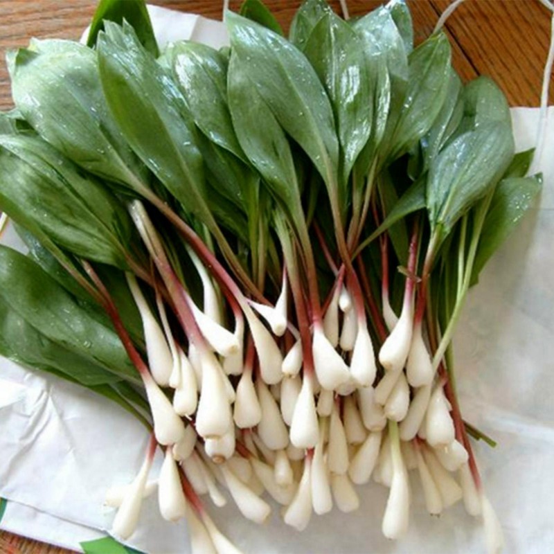 50 Wild Garlic Bulbs  “Allium Ursinum” organic plants leafs, 